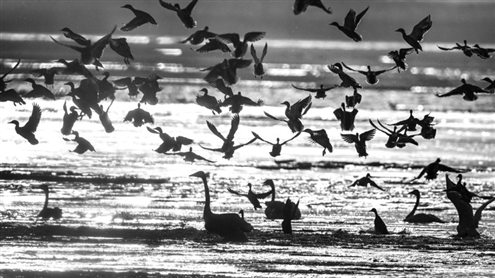 在位于陕西省合阳县的合阳黄河湿地自然保护区内,群鸟翔集嬉戏 新华社发